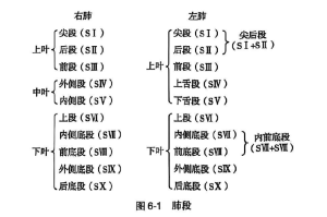 第六章 解剖学-ICD空间